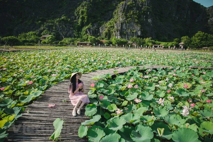 lotus vietnam summer
