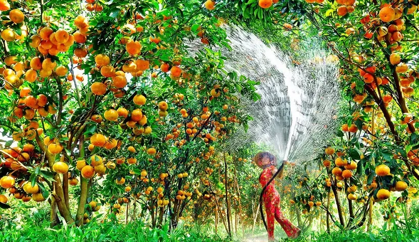 orchard vietnam summer