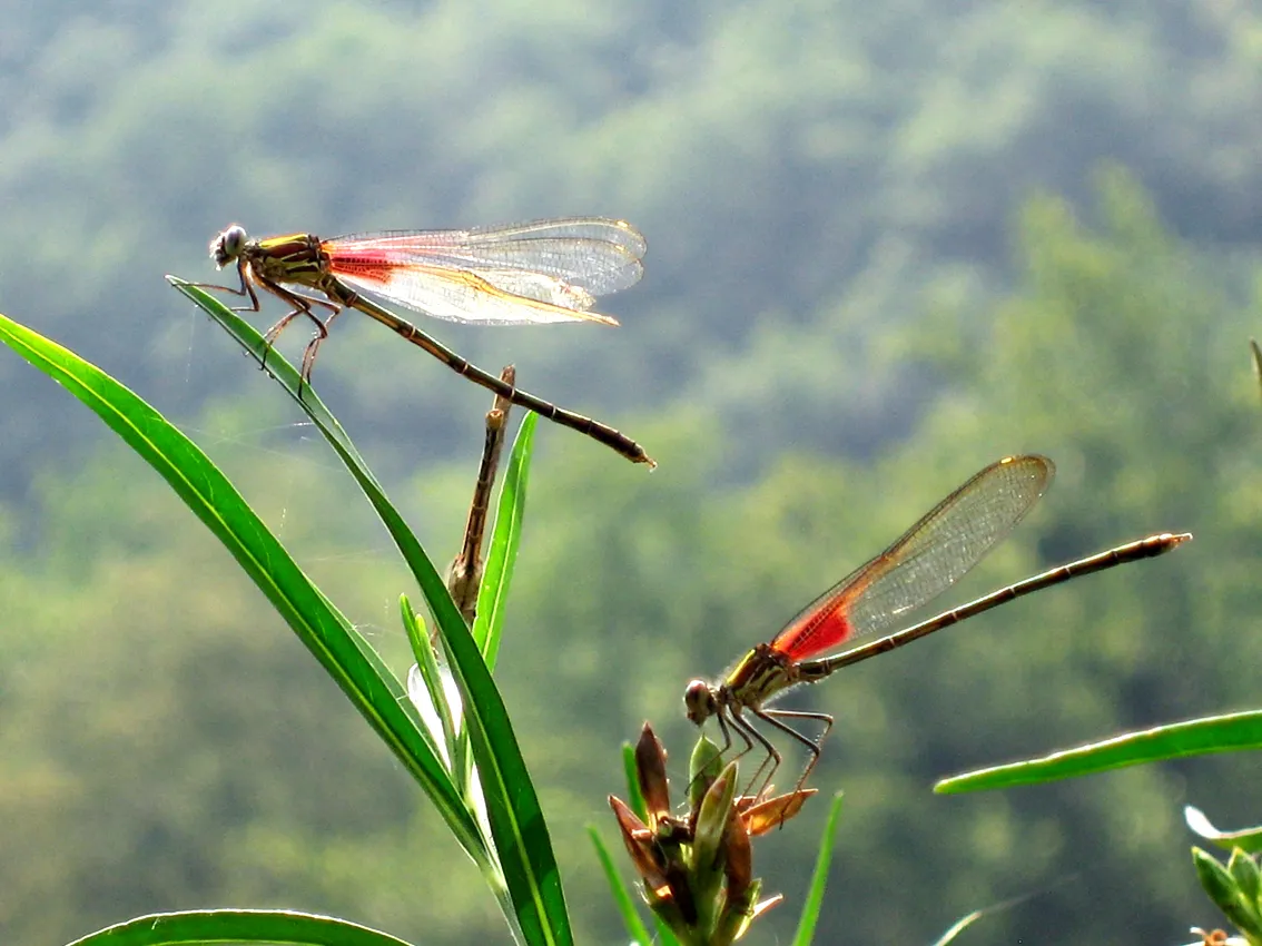 dragonflies vietnam summer