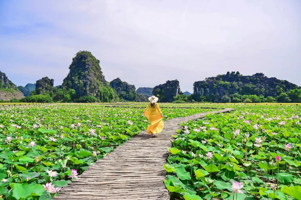 lotus- symbole vietnamien