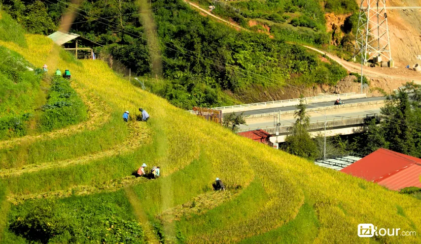 rice field in ta phin sapa