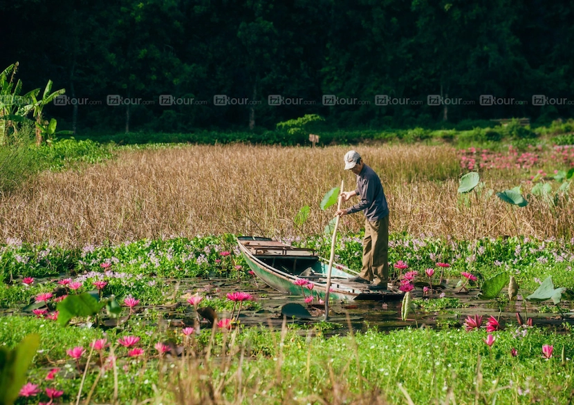 lotus ninh binh