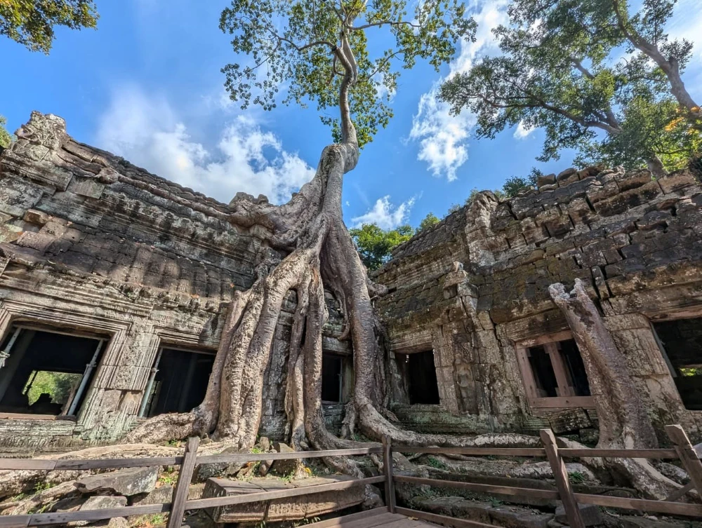 Giant tree roots growing over the ancient stone walls of Ta Prohm Temple in Angkor
