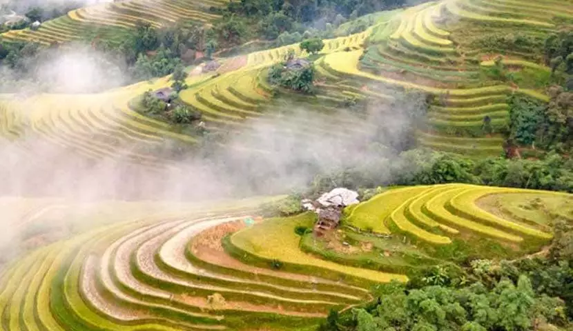 terraced field vietnam