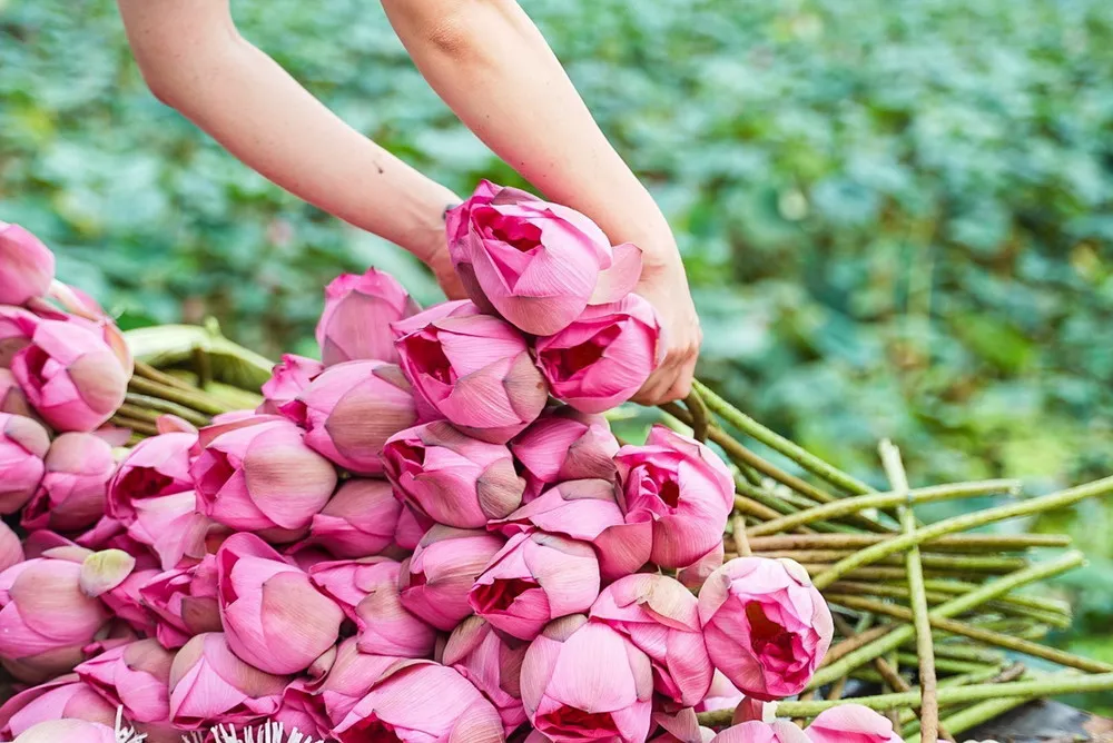 recoger los aromáticos lotos para elaborar té de loto vietnamita