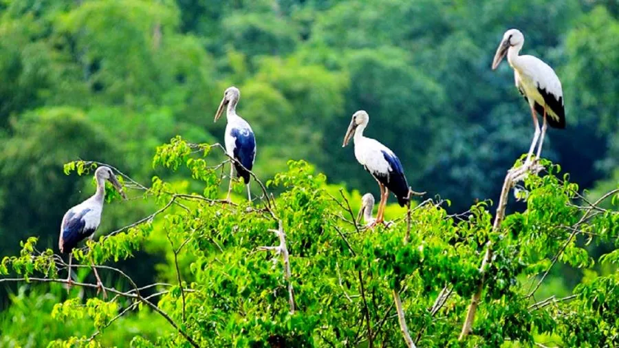 things to do in mekong delta bang lang stork