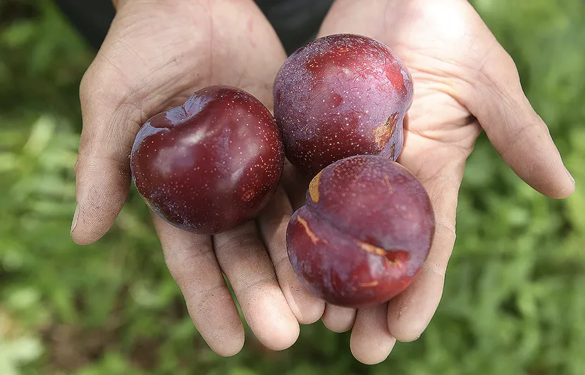 things to eat in sapa plum