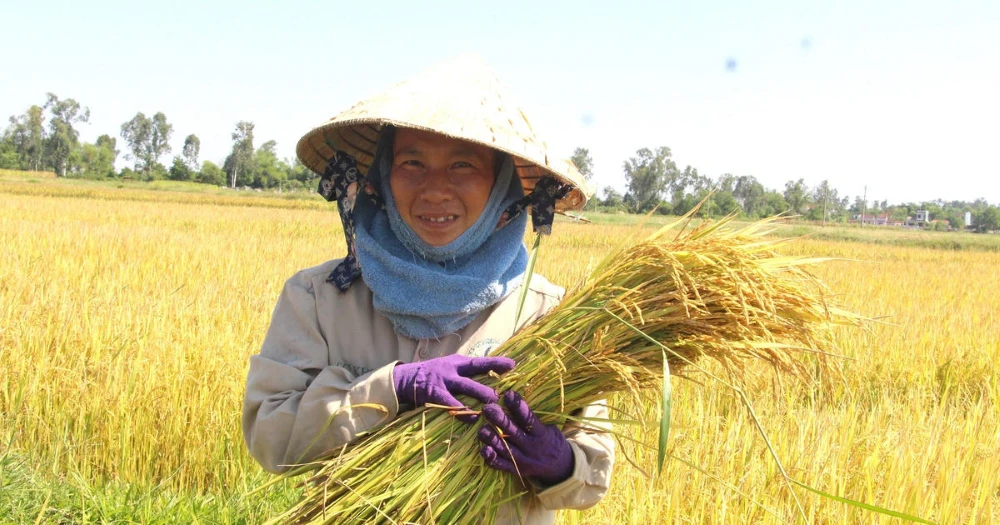 Farmers harvesting rice on terraced fields in Mu Cang Chai