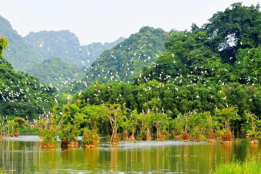 parc ornithologique thung nham ninh binh vietnam