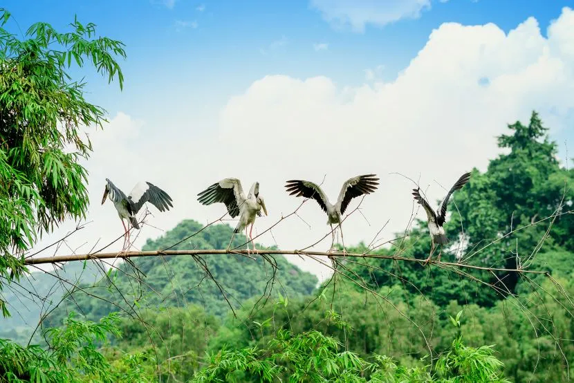 uccelli al giardino di thung nham