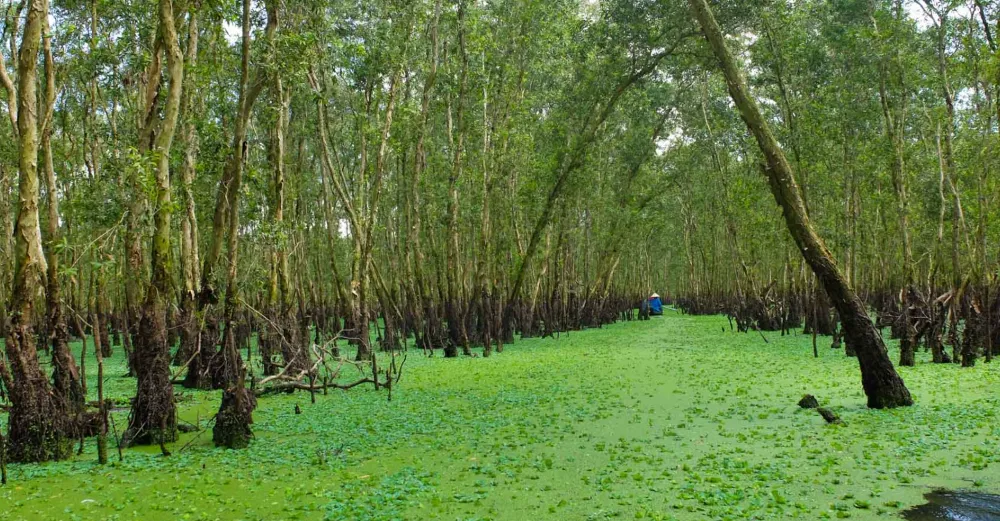 the serene of tra su cajuput forest