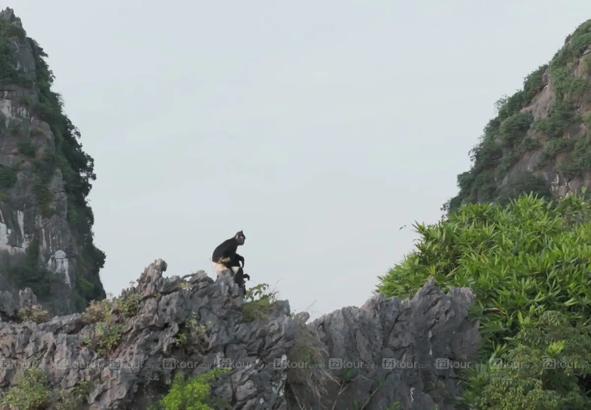 van long ninh binh monkey