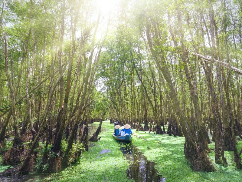 tra su cajuput forest an giang vietnam in september