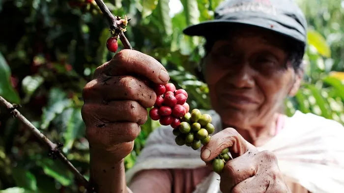 harvest coffee in central highlands