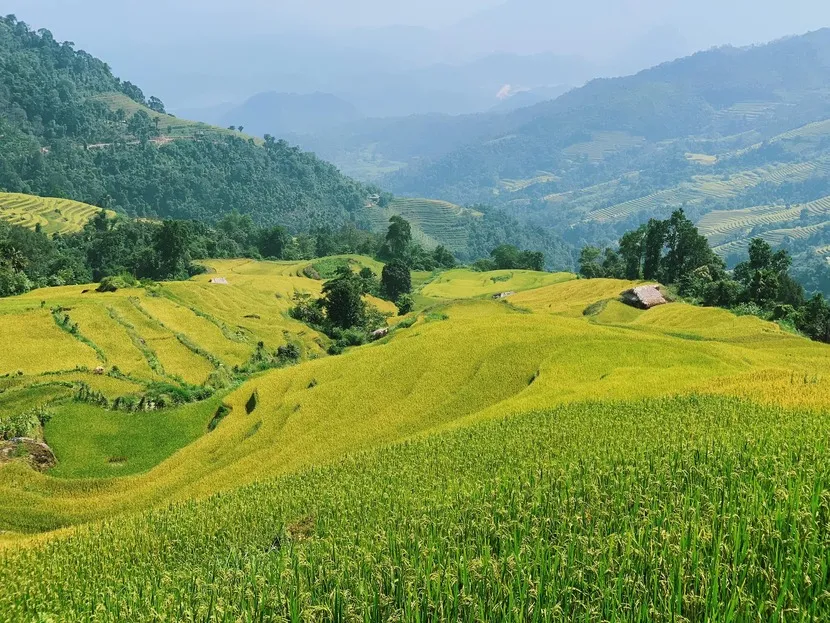 villaggi autentici ha giang stagione riso maturo risaie terrazzate