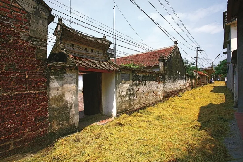 villaggio antico vicino ad hanoi stagione raccolta