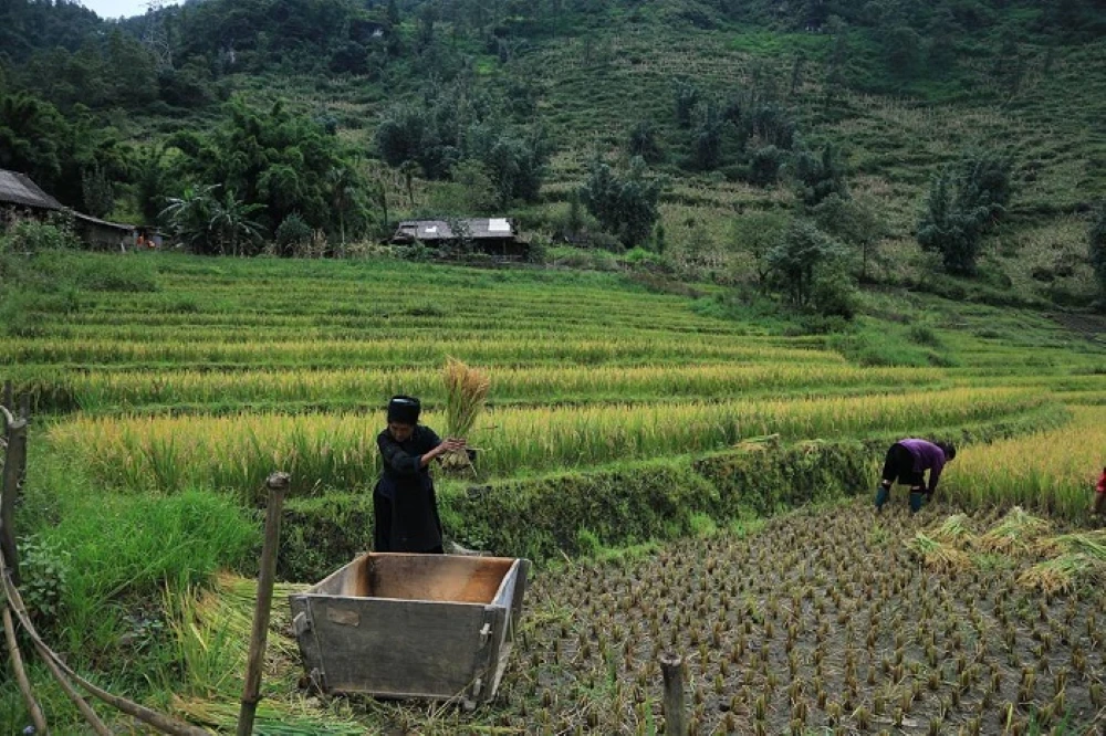 wooden Black Hmong house surrounded by green cornfields at the misty foot of Mount Fansipan in the peaceful Sin Chai Village