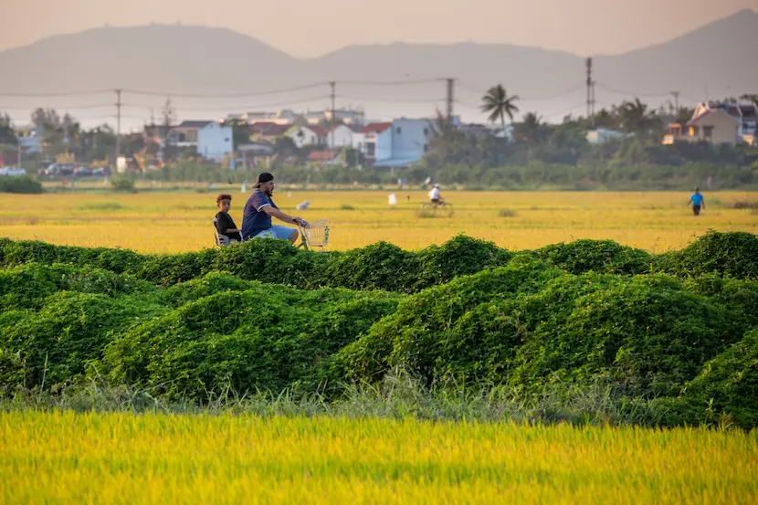 rice paddy of hoi an