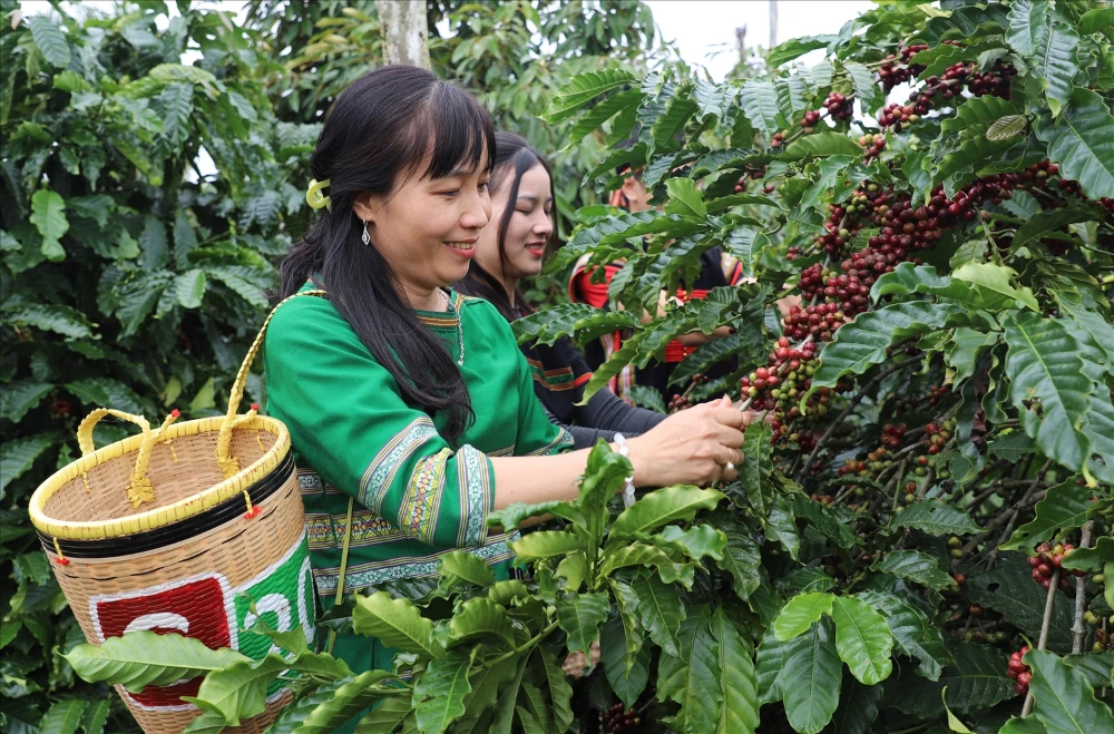 Lush green coffee plantations and peaceful hills in the misty Central Highlands of Vietnam
