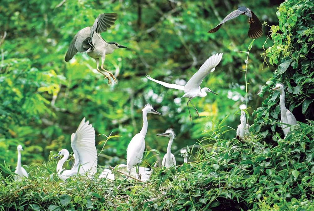 cosa fare mekong delta uccelli