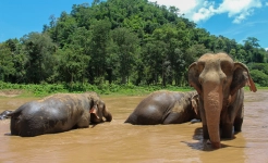 Chiang Mai