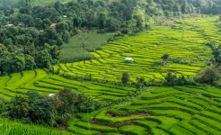 Chiang Mai