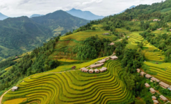 Hoang Su Phi terraced fields Ha Giang