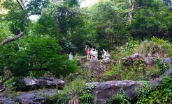Phong Nha - Botanic Forest