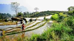 Pu Luong no rice