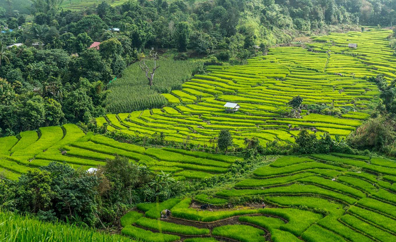 Chiang Mai