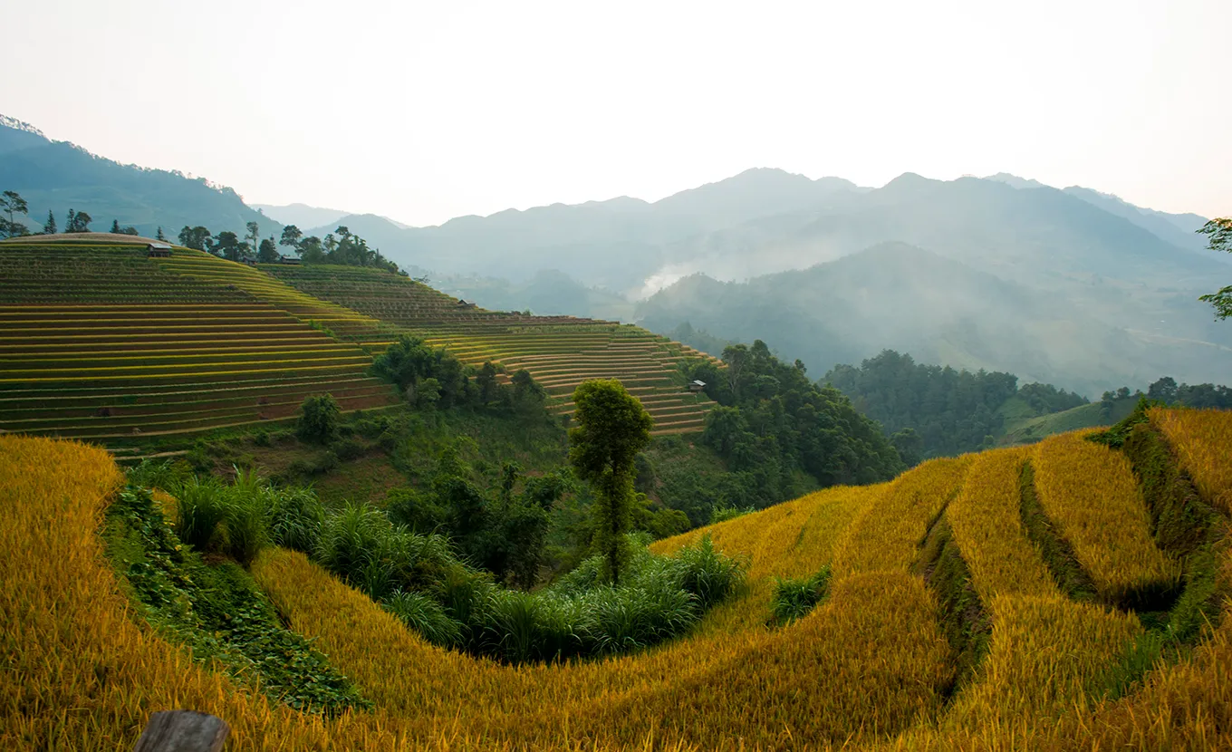 Mu Cang Chai - Che Cu Nha