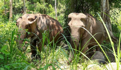 Escapade Culturelle à Chiang Mai: Temples, Éléphants & Marchés