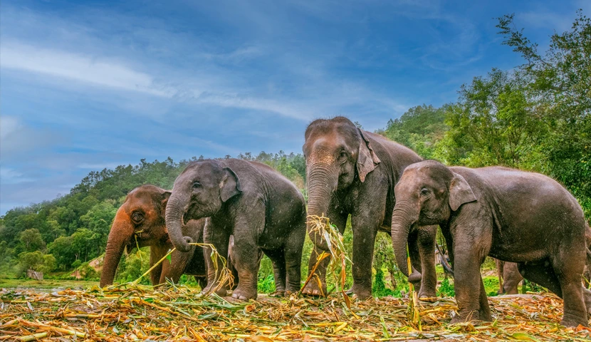 Nordthailand Entdecken: Tempel, Stämme und Szenische Wunder